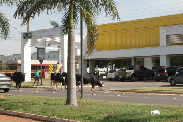 Animais na pista prejudicam trânsito em rodovia e preocupa PRF