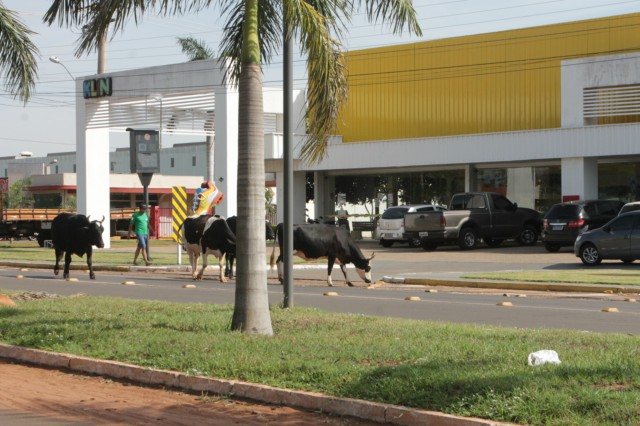 Animais na pista prejudicam trânsito em rodovia e preocupa PRF