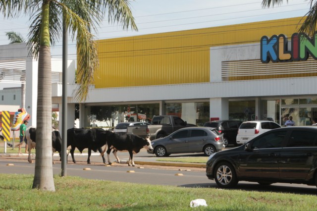 Animais na pista prejudicam trânsito em rodovia e preocupa PRF