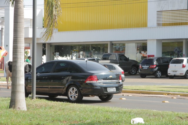 Animais na pista prejudicam trânsito em rodovia e preocupa PRF