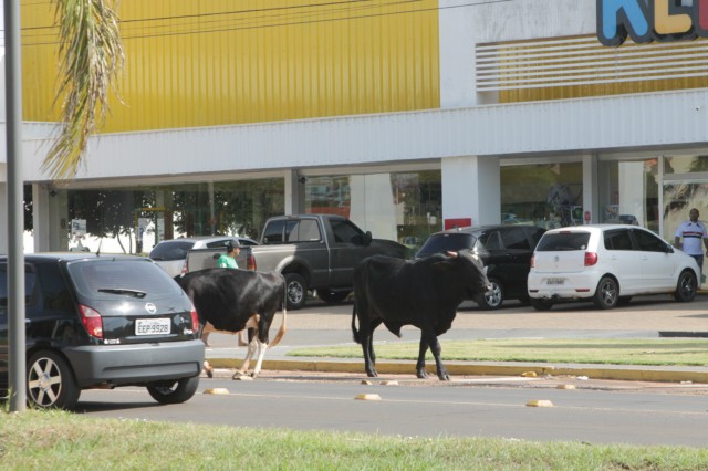 Animais na pista prejudicam trânsito em rodovia e preocupa PRF