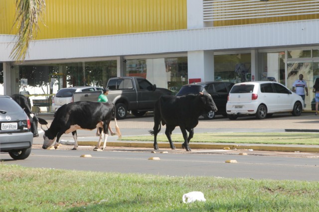 Animais na pista prejudicam trânsito em rodovia e preocupa PRF