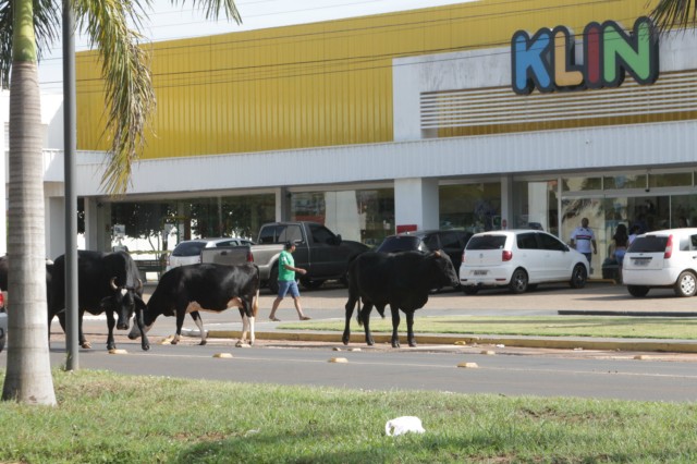 Animais na pista prejudicam trânsito em rodovia e preocupa PRF