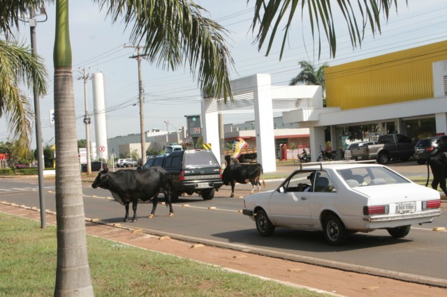 Animais na pista prejudicam trânsito em rodovia e preocupa PRF