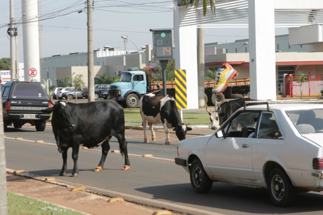 Animais na pista prejudicam trânsito em rodovia e preocupa PRF