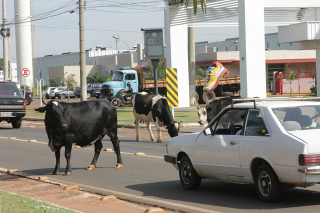 Animais na pista prejudicam trânsito em rodovia e preocupa PRF