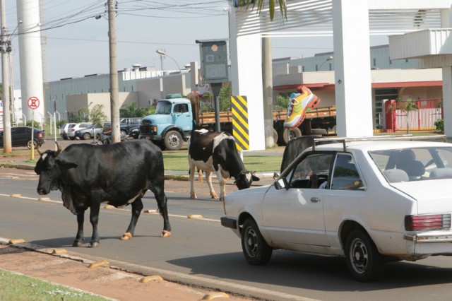 Animais na pista prejudicam trânsito em rodovia e preocupa PRF