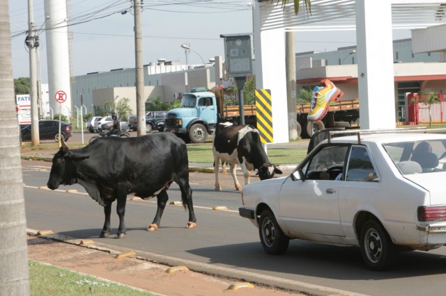 Animais na pista prejudicam trânsito em rodovia e preocupa PRF