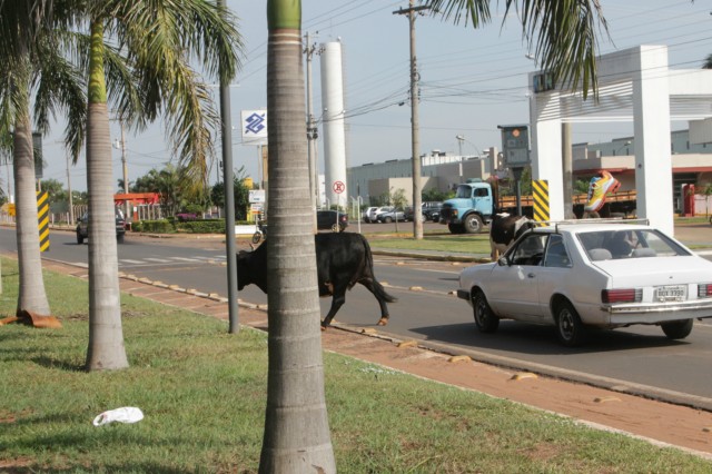 Animais na pista prejudicam trânsito em rodovia e preocupa PRF