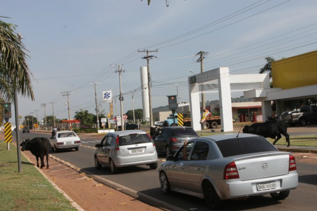 Animais na pista prejudicam trânsito em rodovia e preocupa PRF