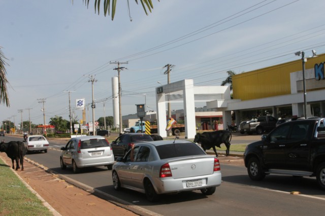 Animais na pista prejudicam trânsito em rodovia e preocupa PRF