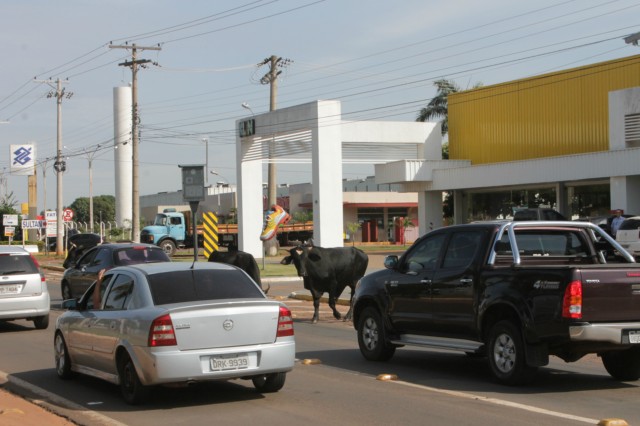 Animais na pista prejudicam trânsito em rodovia e preocupa PRF