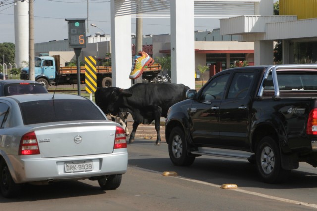 Animais na pista prejudicam trânsito em rodovia e preocupa PRF