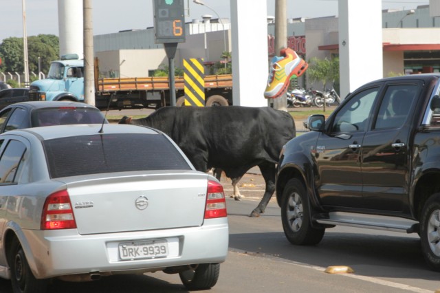 Animais na pista prejudicam trânsito em rodovia e preocupa PRF