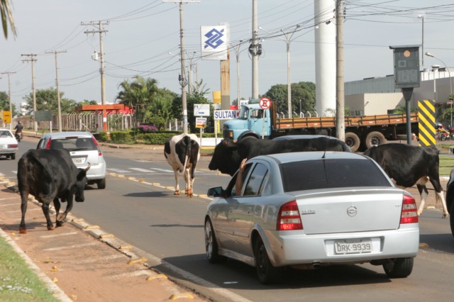 Animais na pista prejudicam trânsito em rodovia e preocupa PRF