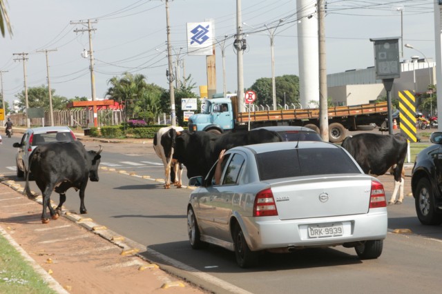 Animais na pista prejudicam trânsito em rodovia e preocupa PRF