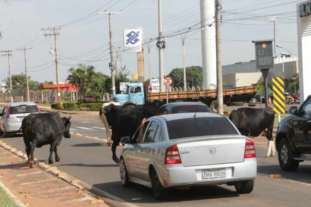 Animais na pista prejudicam trânsito em rodovia e preocupa PRF