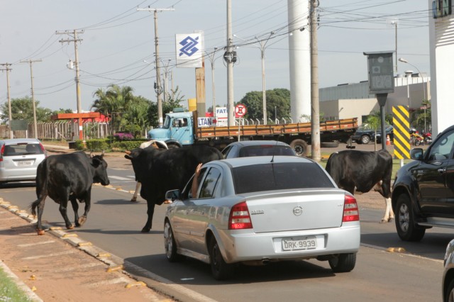 Animais na pista prejudicam trânsito em rodovia e preocupa PRF