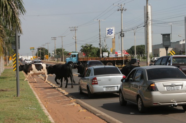 Animais na pista prejudicam trânsito em rodovia e preocupa PRF