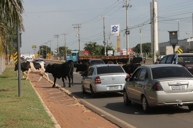 Animais na pista prejudicam trânsito em rodovia e preocupa PRF