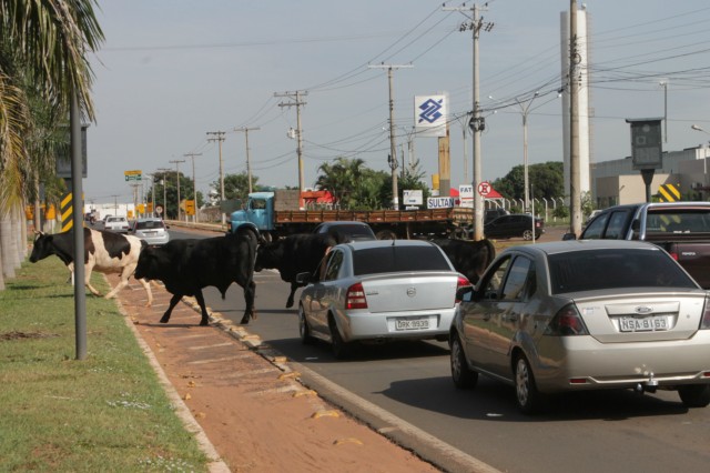 Animais na pista prejudicam trânsito em rodovia e preocupa PRF