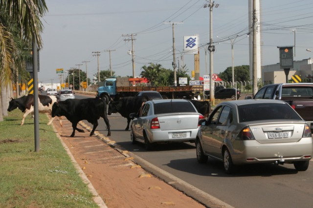 Animais na pista prejudicam trânsito em rodovia e preocupa PRF