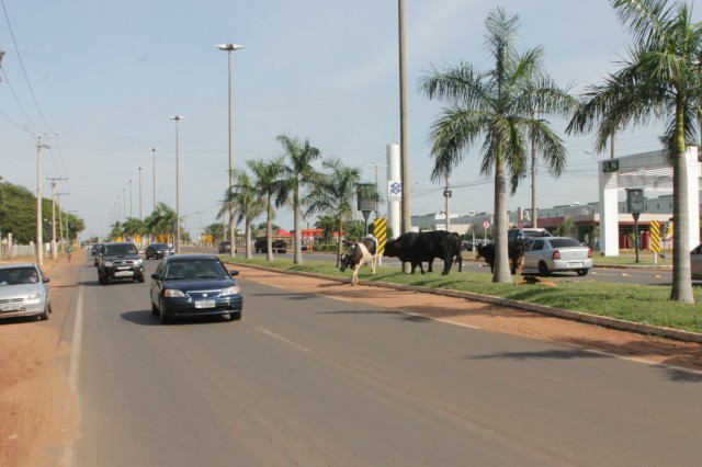 Animais na pista prejudicam trânsito em rodovia e preocupa PRF