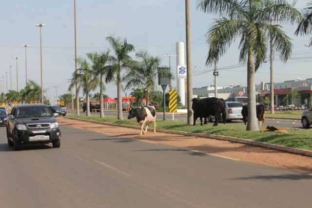 Animais na pista prejudicam trânsito em rodovia e preocupa PRF