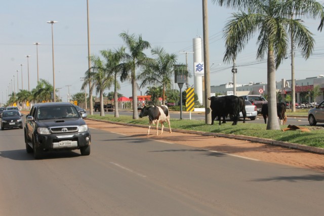 Animais na pista prejudicam trânsito em rodovia e preocupa PRF