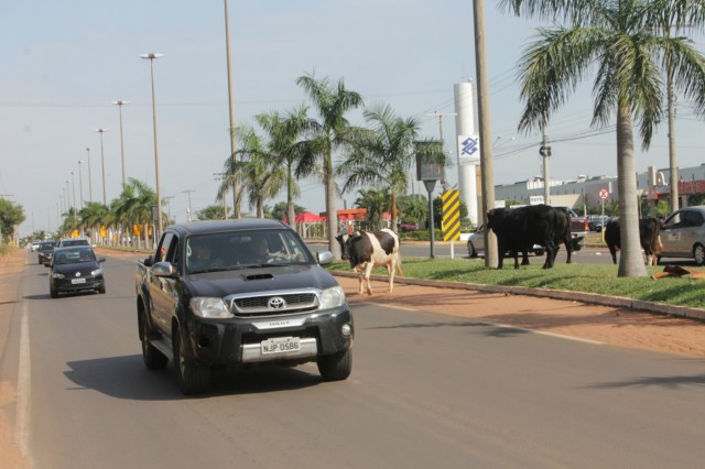 Animais na pista prejudicam trânsito em rodovia e preocupa PRF