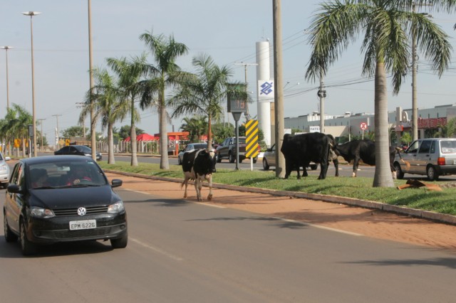 Animais na pista prejudicam trânsito em rodovia e preocupa PRF