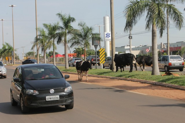 Animais na pista prejudicam trânsito em rodovia e preocupa PRF