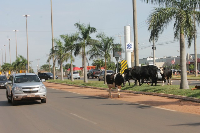 Animais na pista prejudicam trânsito em rodovia e preocupa PRF