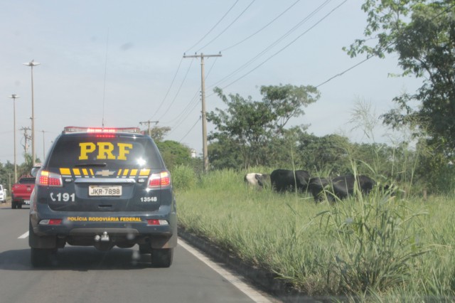 Animais na pista prejudicam trânsito em rodovia e preocupa PRF