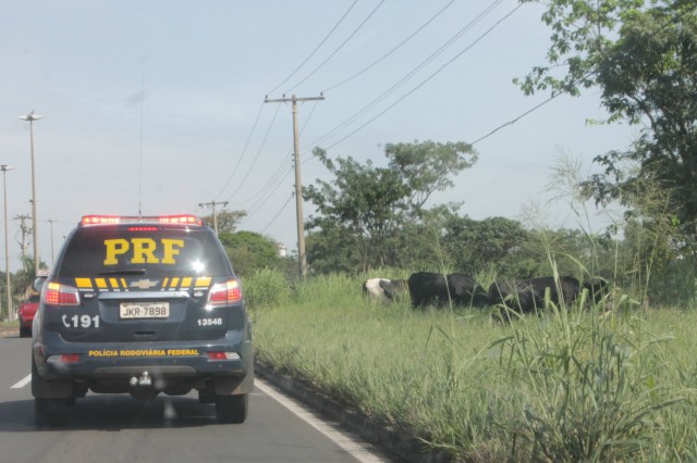 Animais na pista prejudicam trânsito em rodovia e preocupa PRF