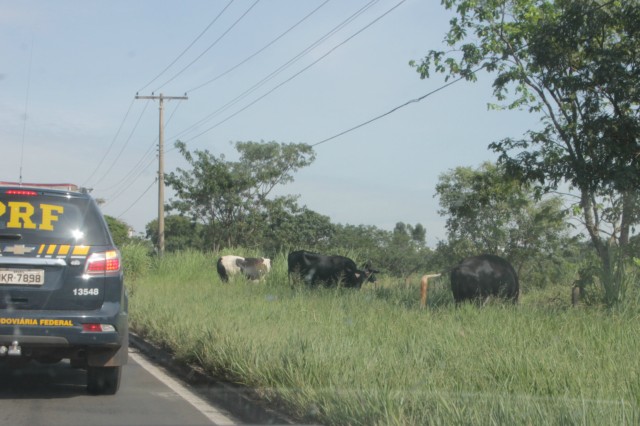 Animais na pista prejudicam trânsito em rodovia e preocupa PRF