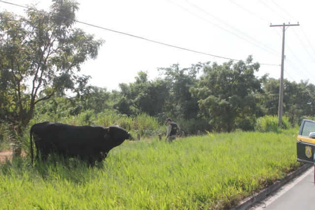 Animais na pista prejudicam trânsito em rodovia e preocupa PRF