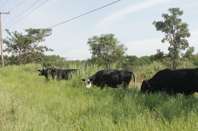 Animais na pista prejudicam trânsito em rodovia e preocupa PRF