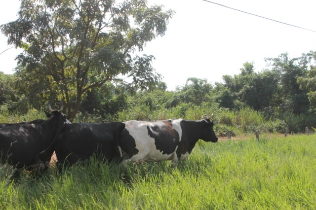 Animais na pista prejudicam trânsito em rodovia e preocupa PRF