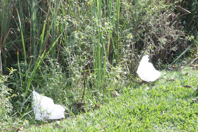 Lagoa Maior sofre agressão de usuários inconsequentes nos finais de semana