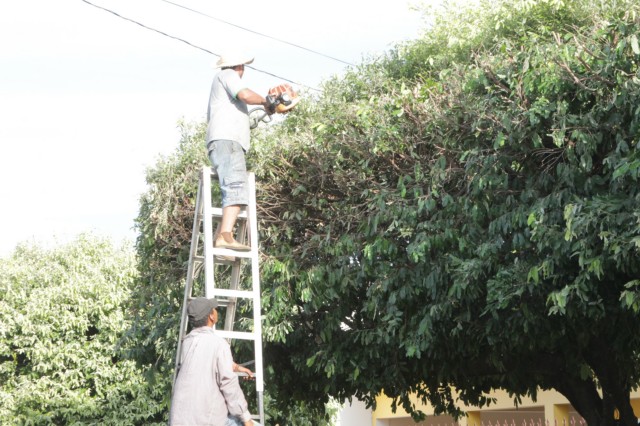 Jovem deixa trabalho no campo e ganha a vida podando árvores na cidade