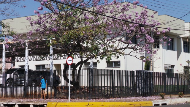 Floração do ipê rosa deixa rastros coloridos em Três Lagoas