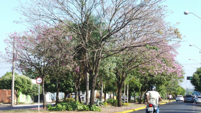 Floração do ipê rosa deixa rastros coloridos em Três Lagoas