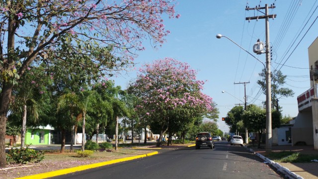 Floração do ipê rosa deixa rastros coloridos em Três Lagoas