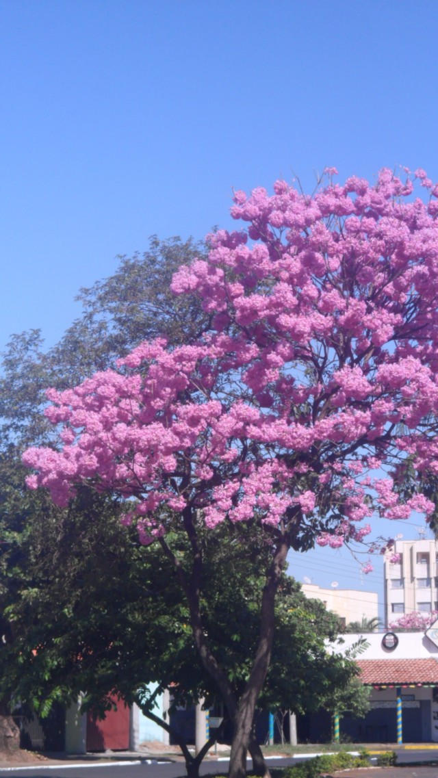 Floração do ipê rosa deixa rastros coloridos em Três Lagoas