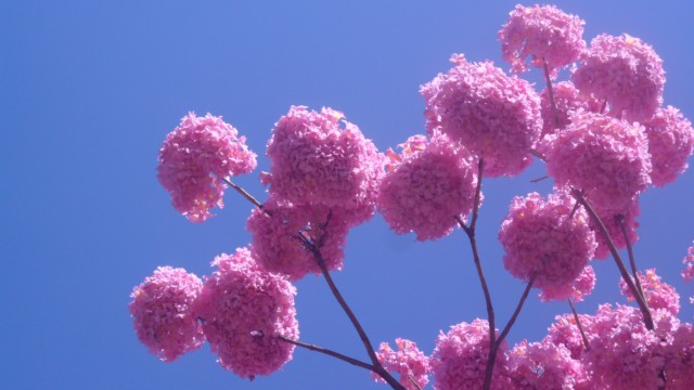 Floração do ipê rosa deixa rastros coloridos em Três Lagoas