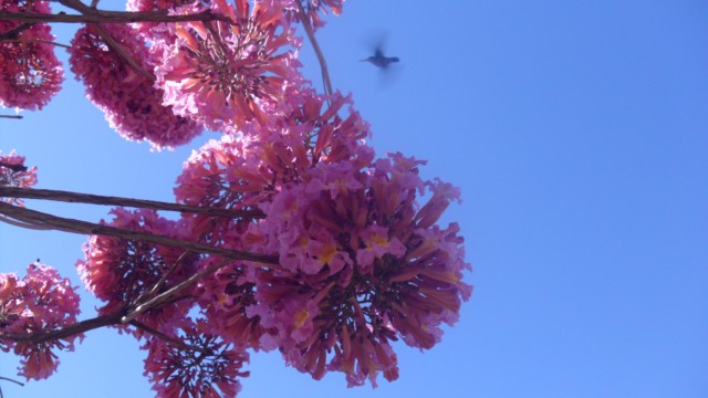 Floração do ipê rosa deixa rastros coloridos em Três Lagoas
