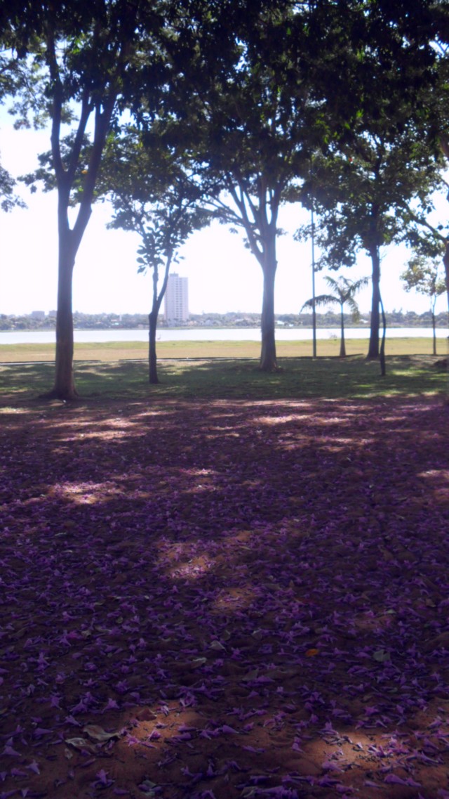 Floração do ipê rosa deixa rastros coloridos em Três Lagoas