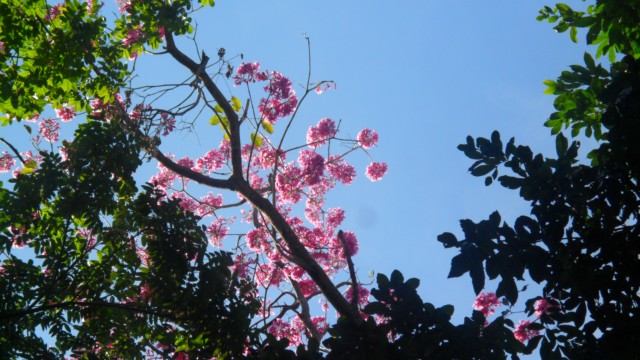 Floração do ipê rosa deixa rastros coloridos em Três Lagoas