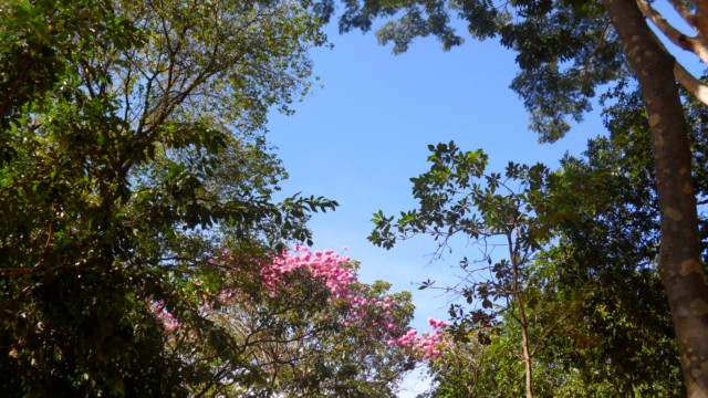 Floração do ipê rosa deixa rastros coloridos em Três Lagoas